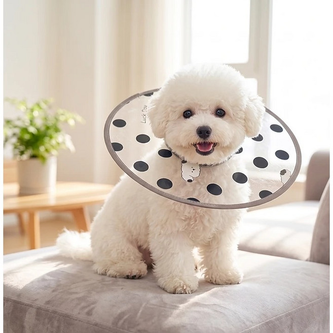 리치독스 반려동물 투명 헤일로 넥카라, 1개, 헤일로 도트