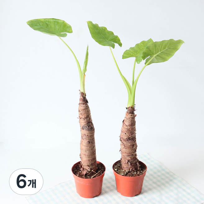 모리앤 알로카시아 오도라 포트식물, 혼합색상, 6개