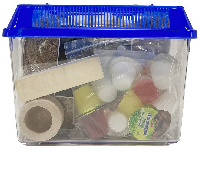 벅스프린스 장수풍뎅이 초급자 사육세트, 블루, 1개