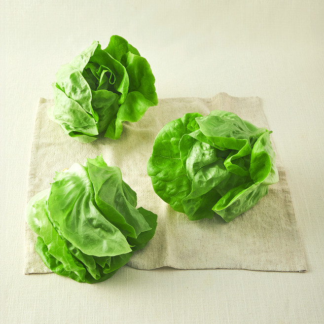 그린래빗 무농약 인증 버터헤드 레터스, 240g, 1개