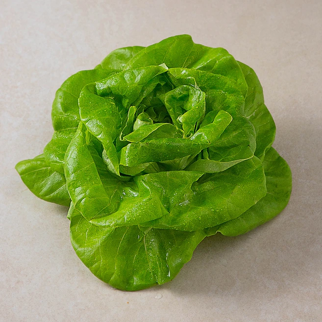 국내산 무농약 버터헤드레터스, 90g, 1개 - 쿠팡