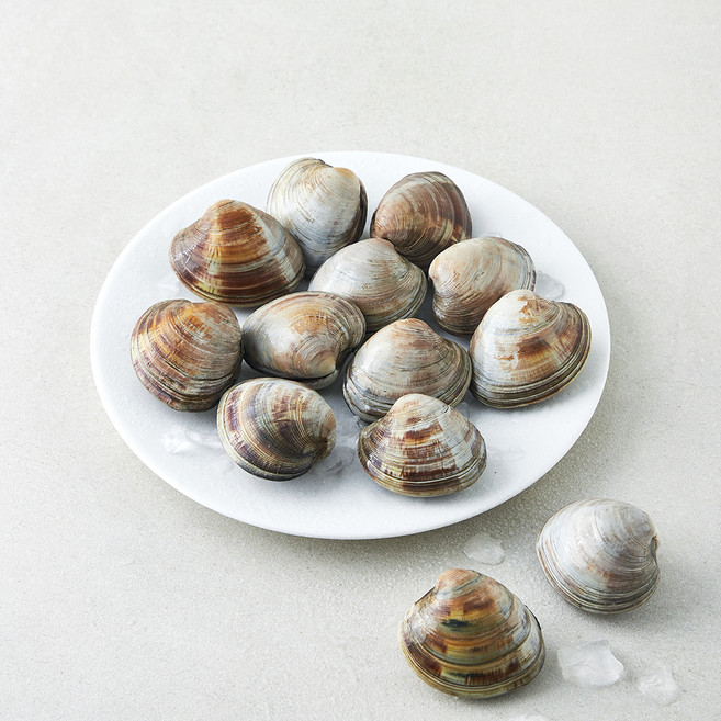 생물 백합조개, 1개, 600g