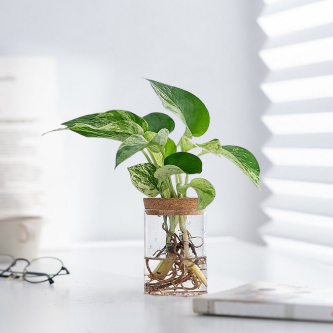 마샤투 식물 유리 화병, 투명