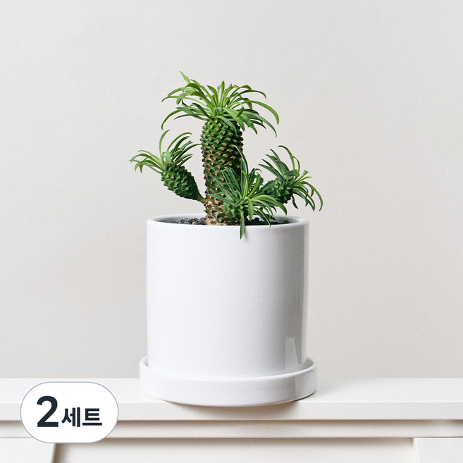 코코도르팜 도자기 화분 중형 + 괴마옥 파인애플선인장 세트, 그린, 2세트
