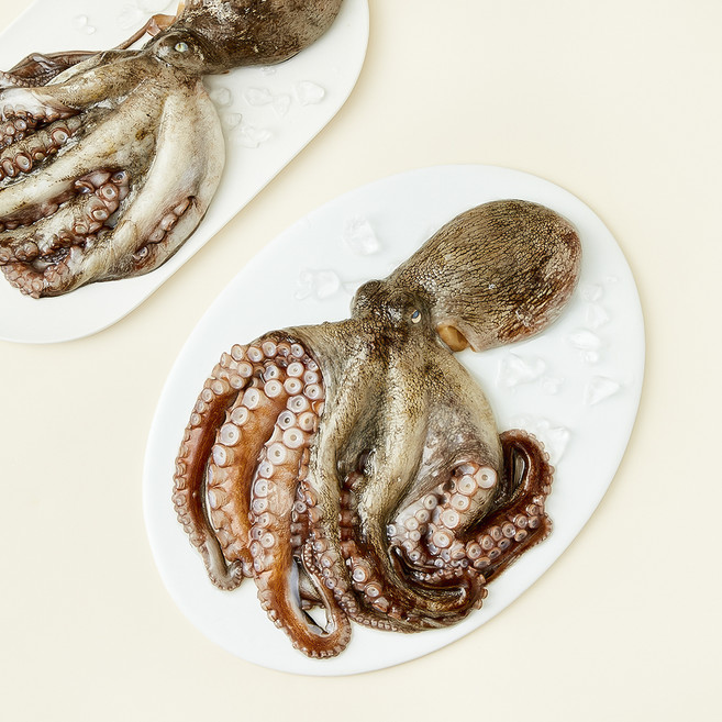 남해안 산지직송 자연산 생물 문어 (냉장), 1kg(2~4미), 1개