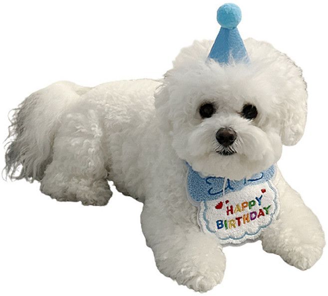 애완동물 생일 축하 스카프+모자 세트, 스카이, 1세트