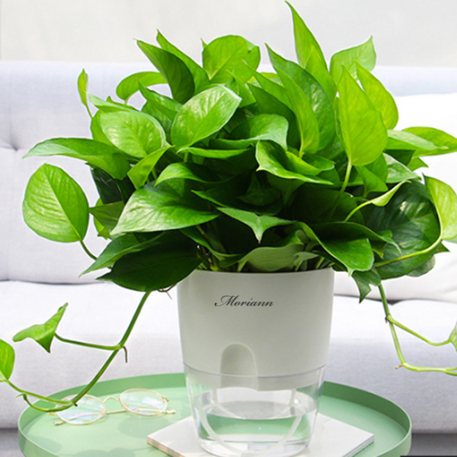 모리앤 원형 저면관수 화분, 화이트, 2개