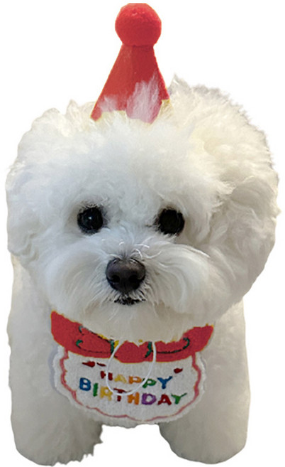 애완동물 생일 축하 스카프 + 모자 세트, 레드, 1세트