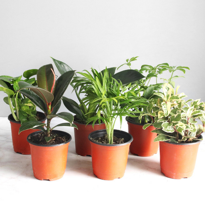 생화 공기정화 식물 소형 6종 세트, 혼합색상, 1세트