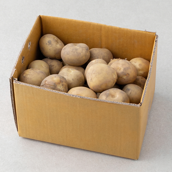 국내산 햇 감자, 5kg, 1개