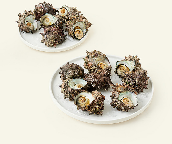 남해안 산지직송 자연산 생물 뿔소라 (냉장), 2kg, 1개