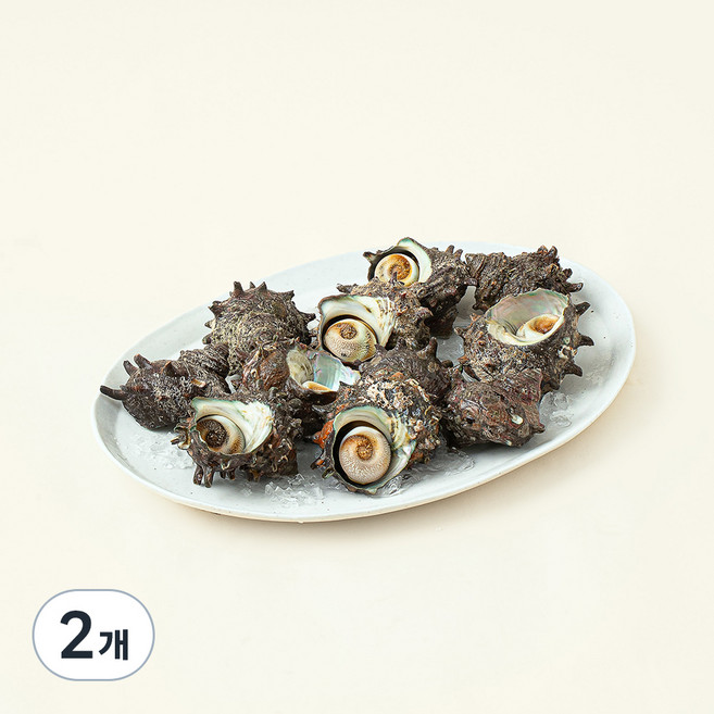 남해안 산지직송 자연산 생물 뿔소라 (냉장), 1kg, 2개