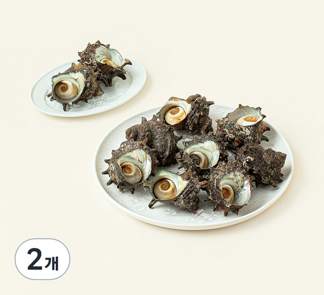 남해안 산지직송 자연산 생물 뿔소라 (냉장), 1.5kg, 2개