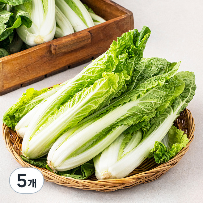 국내산 얼갈이, 4kg, 5개