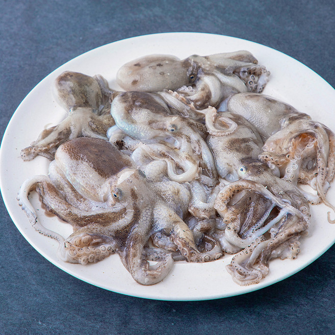 어부심 서해안 산지직송 자연산 햇 알배기 주꾸미 (냉장), 500g, 1개