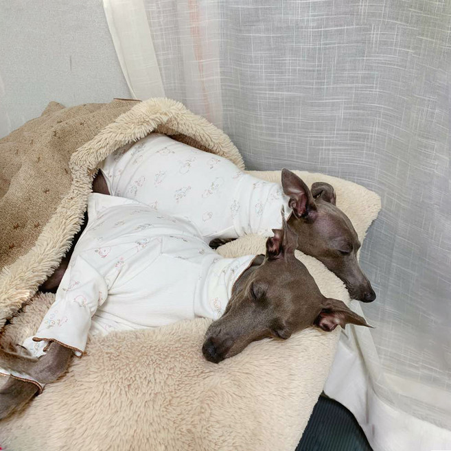 도기스타 아이쥐옷 이탈리안그레이하운드옷 잠옷 티셔츠, 1개