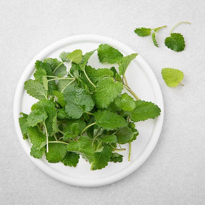 레몬밤, 10g, 1개