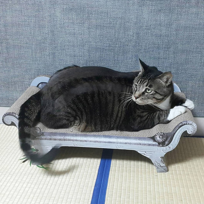 캣스튜디오 체리시 소파 스크래쳐 평판형, 프렌치B, 1개