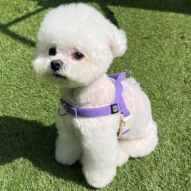 멍템 강아지 앞섬방지 팔레트 하네스, 비비드 퍼플, 1개