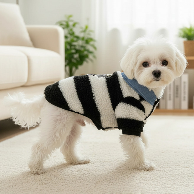 쁘띠도그 반려동물 체셔 덤블 자켓, 블랙, 1개