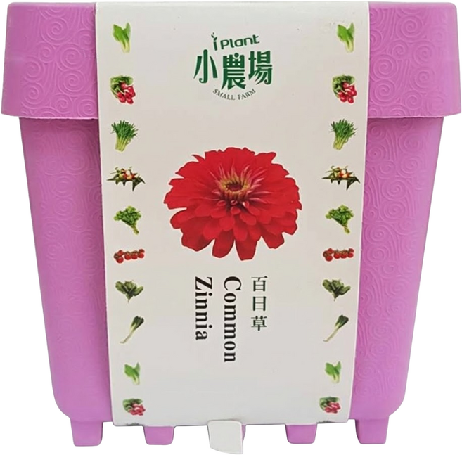台灣 iPlant 積木農場盆栽, 百日草