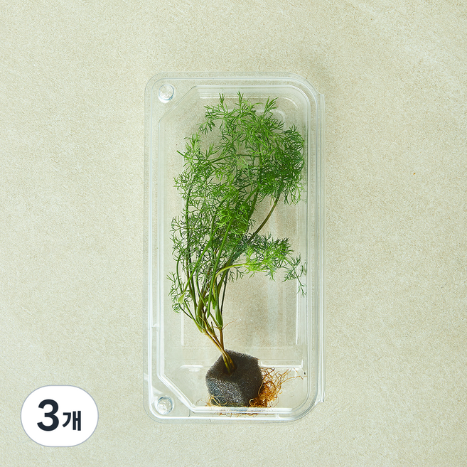 뿌리가 생생한 친환경 딜, 3개, 10g