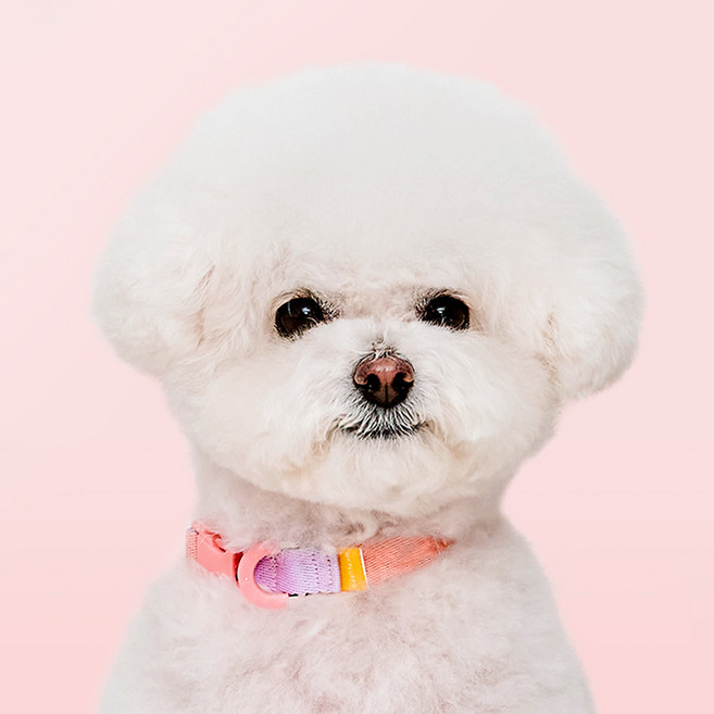 마이플러피 강아지 제로칼라 목줄, 핑크, 1개