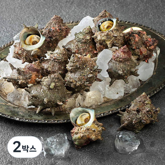 아라보감 국산 자연산 뿔소라 11~15미, 1.5kg(11~15미), 2박스