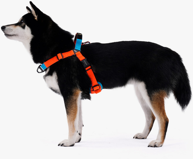 니즈더펫 강아지 어스텍 Y 끈 하네스, 아쿠아오렌지, 1개