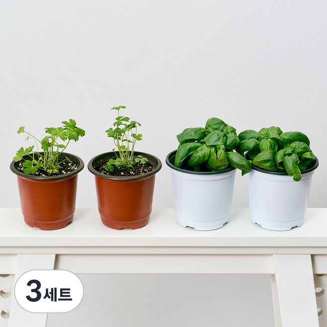 코코도르팜 채소 포트 소형 2종 이탈리안파슬리 2p + 바질 2p, 랜덤발송(화분포트), 3세트