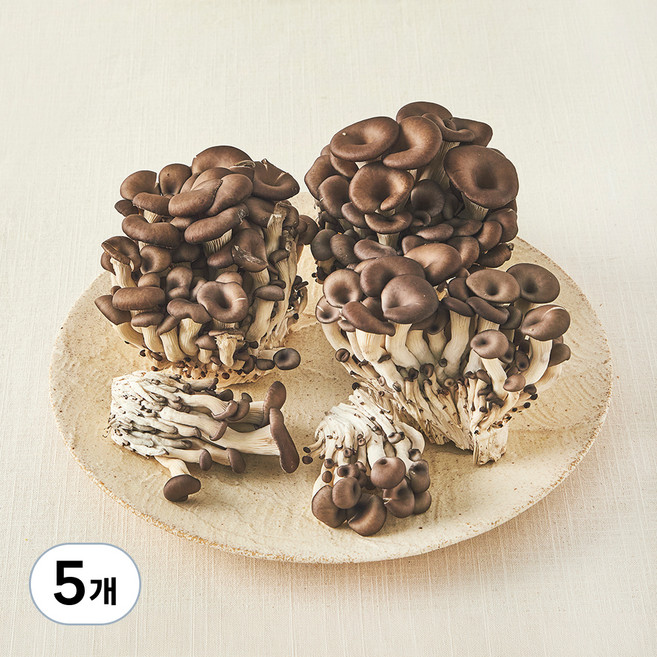 국내산 친환경 느타리버섯, 500g, 5개