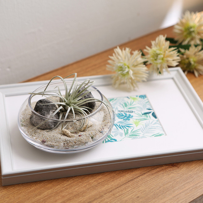 글라스코 유리 수반, 투명(소)