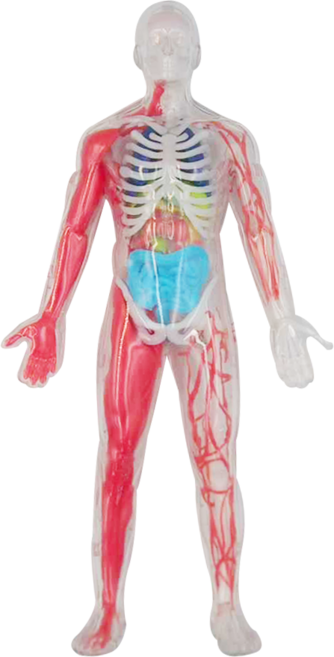 Discovery 3D拼圖 6歲以上, 28件, 夜光版人體探索 多色, 1盒