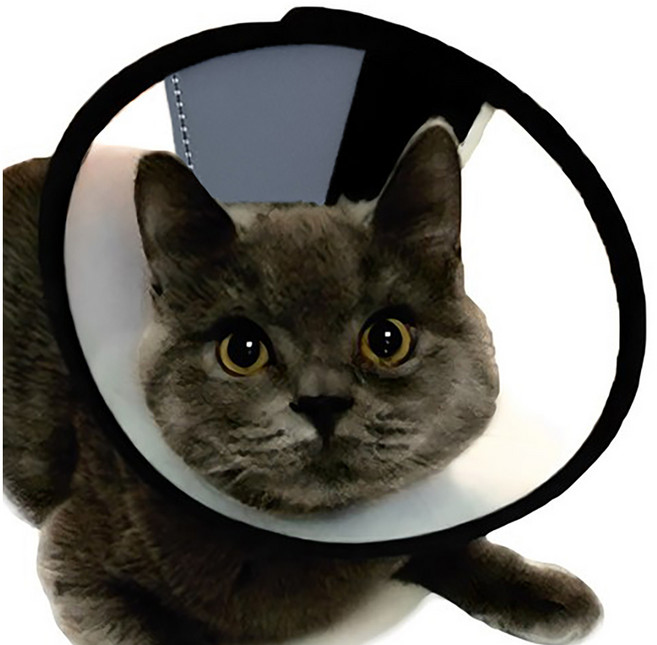 아리코 반려동물 긁음방지 깔대기 넥카라, 2개