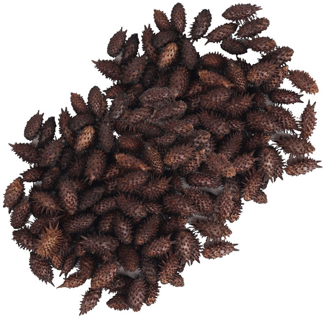 신선약초 볶은 도꼬마리 건강식품, 2개, 200g