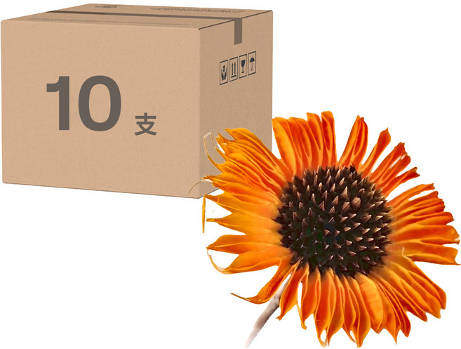 非洲菊 扶郎花 乾燥花材, 橙色