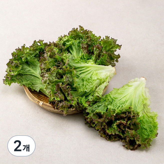 국내산 포기상추, 1kg, 2개