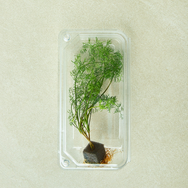 뿌리가 생생한 친환경 딜, 1개, 10g