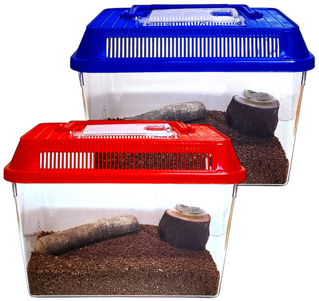 사필풍 장수풍뎅이 초급자 실속 세트, 랜덤 발송, 1세트