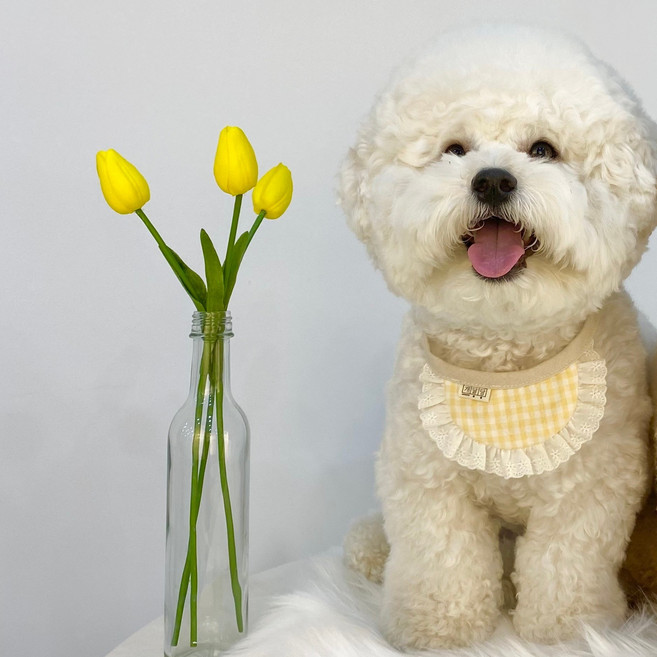 개달당 반려동물 레인보우 파스텔 체크 턱받이, 옐로우, 1개
