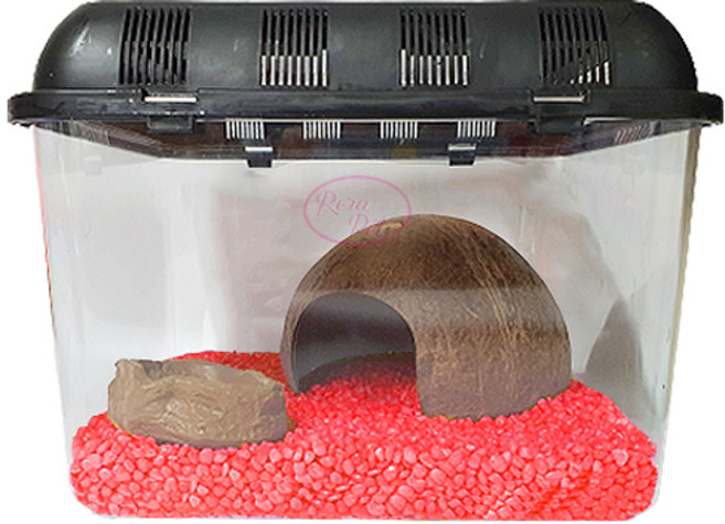 로라펫 2호 컬러스톤 체리레드 소라게 키우기 세트, 1세트