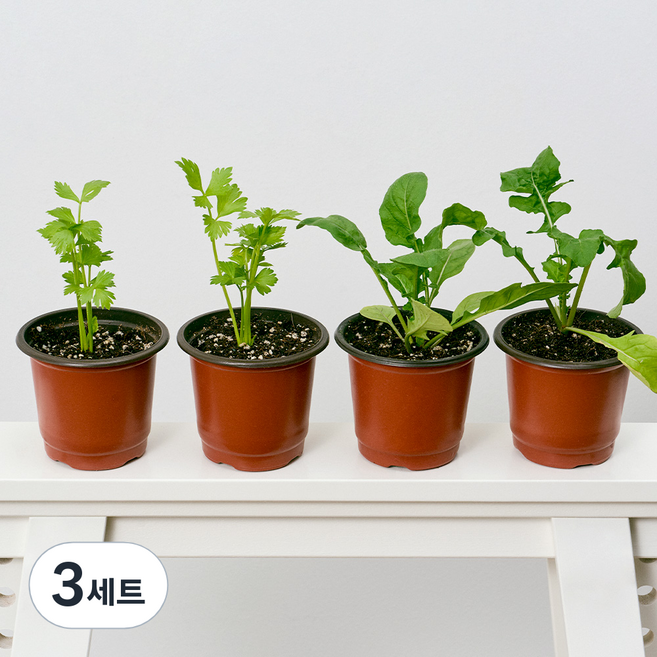 코코도르팜 채소 포트 소형 2종 샐러리 2p + 루꼴라 2p, 그린, 3세트