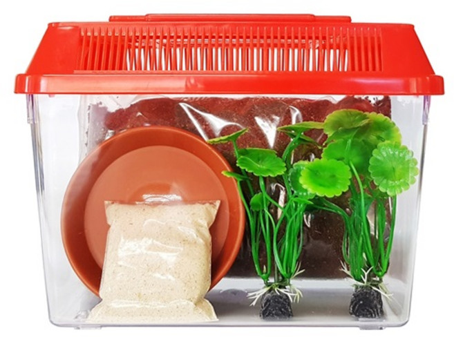 벅스킹덤 달팽이 초급자 사육세트, 레드, 1세트