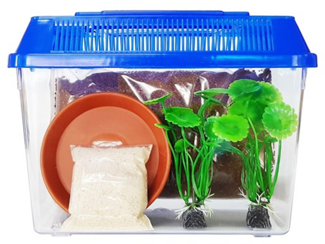 벅스킹덤 달팽이 초급자 사육세트, 블루, 1세트