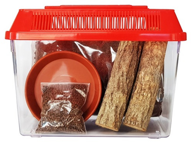 벅스킹덤 도둑게 초급자 사육세트 곤충용품, 레드, 1세트