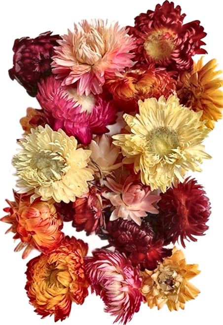 A-ONE 匯旺 乾燥花, 麥桿菊花