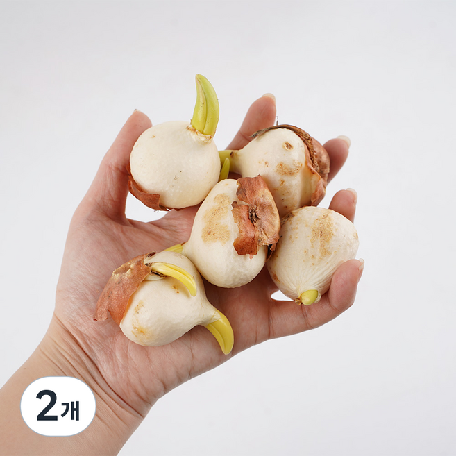 갑조네 튤립구근 5개입, 랜덤발송, 2개