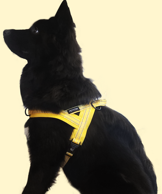 펫스츄리 강아지 앞섬방지 앞고리 에어쿠션 이지워크 하네스, 옐로우, 1개