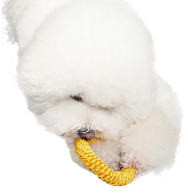 뽀시래기 강아지 오링 치실장난감, 옐로우, 1개