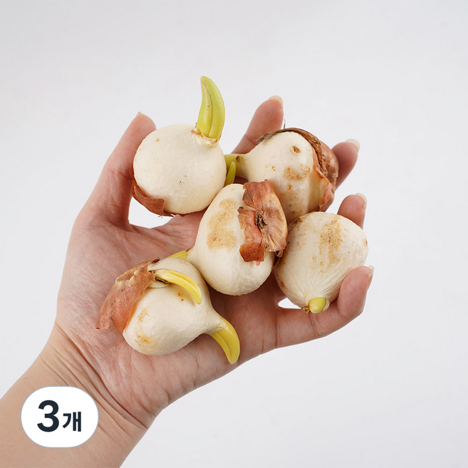 갑조네 튤립구근 5개입, 랜덤발송, 3개